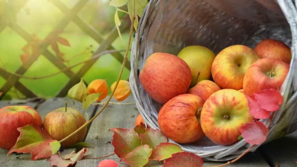 Sbagli da sempre: ecco dove dovresti conservare le mele per farle durare di più